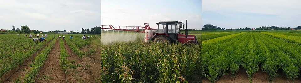 Produkcja drzewek owocowych Bośnia