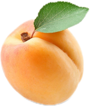 APRICOT