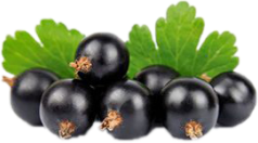 BLACK CURRANT