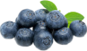 Blueberry