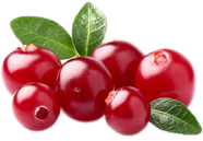 CRANBERRY