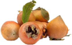 MEDLAR