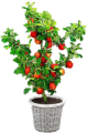 MINI FRUIT TREES