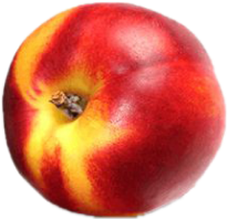 NECTARINE