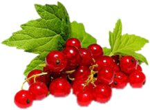 RED CURRANT