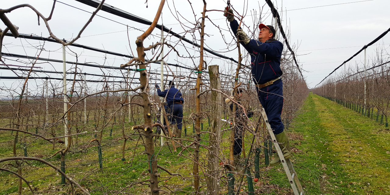 PRUNING