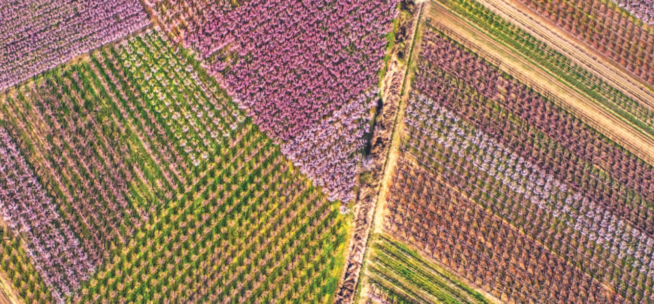 MODERN ORCHARDS