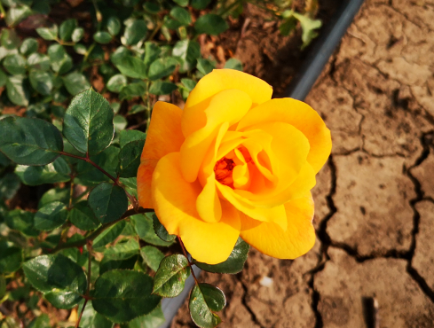 CLIMBING ROSES