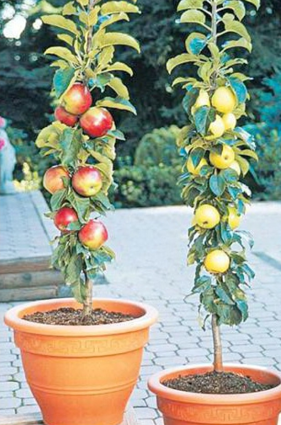 Columnar apple