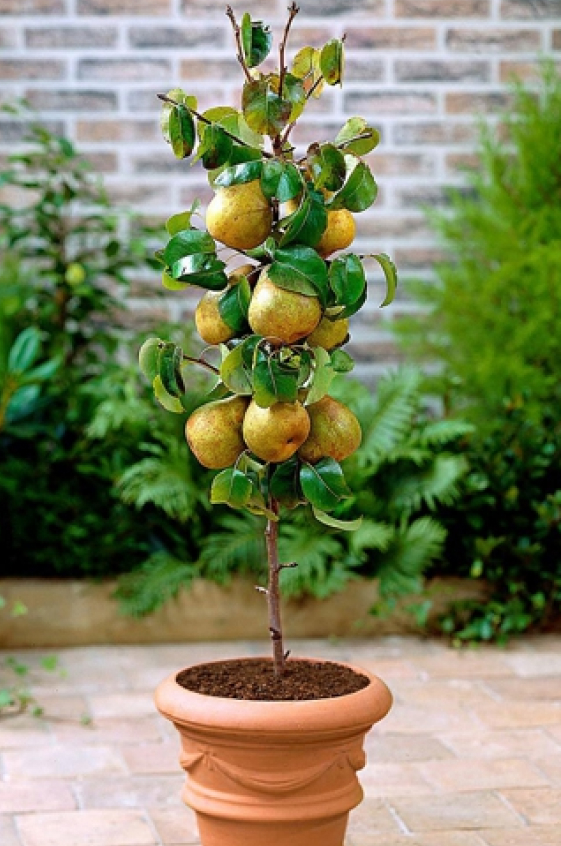 Columnar pear