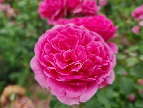 FLORIBUNDA ROSES