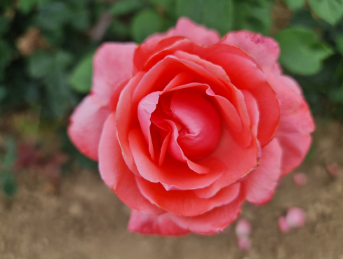 HYBRID TEA ROSES