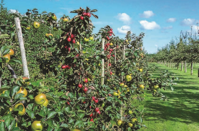 RAISING MIXED ORCHARDS