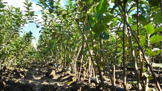 FRUIT TREE ROOTSTOCKS