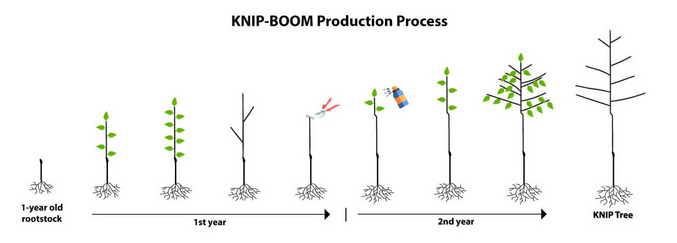 knip boom production nursery