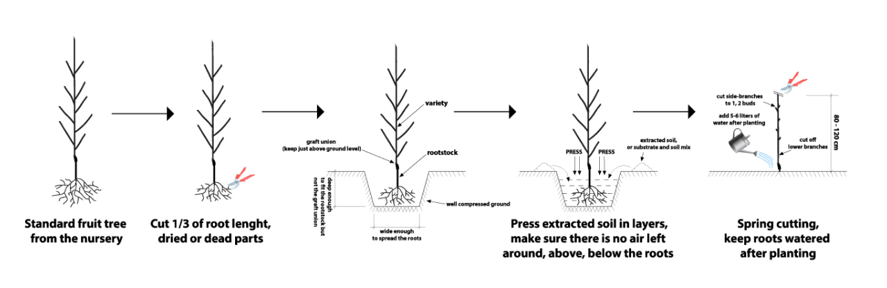 TIME OF PLANTING AND PLANTING PROCESS