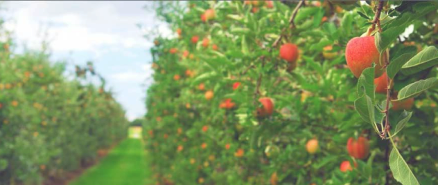 FRUIT PLANTS