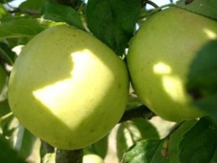 Golden Delicious B