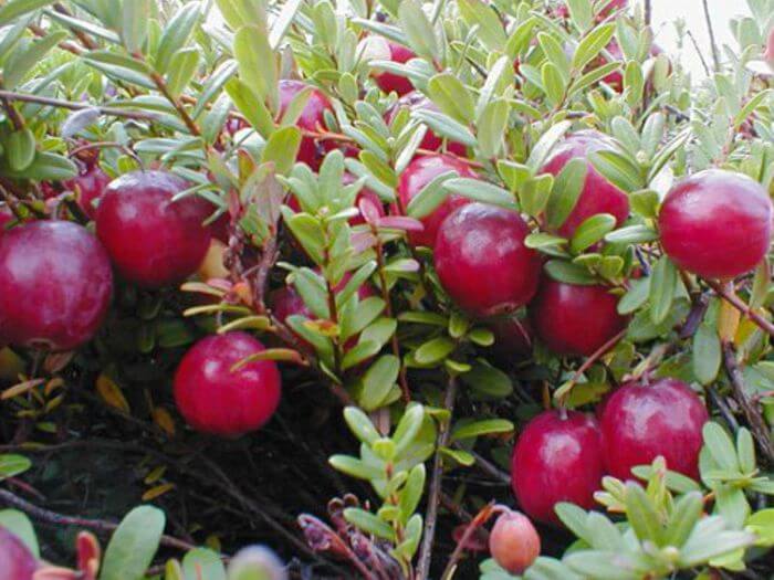 Economic Cooperative – Buy wholesale cranberry plants directly from the ...