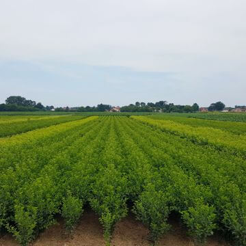 Field fruit trees