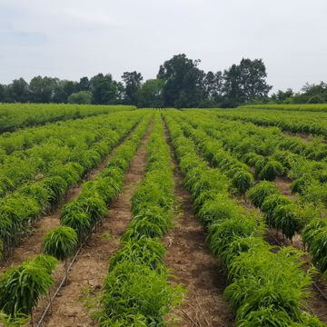 Storage fruit trees