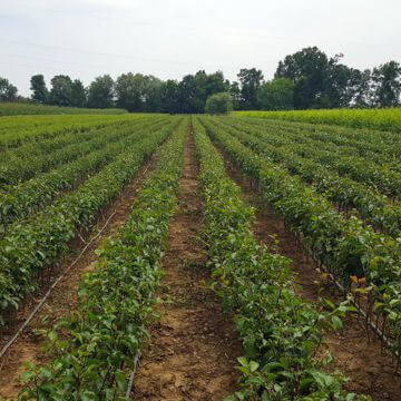 Storage fruit trees