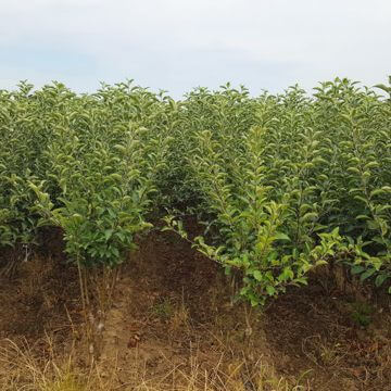 Fruit trees