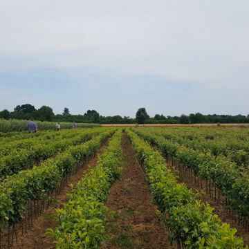 Euro pak fruit trees