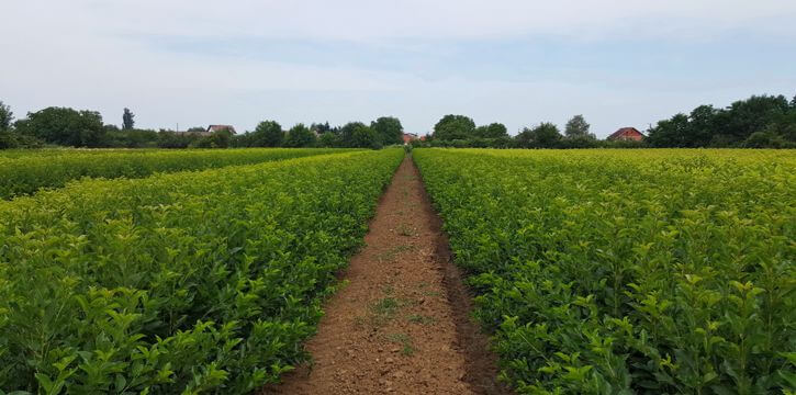 Field fruit trees