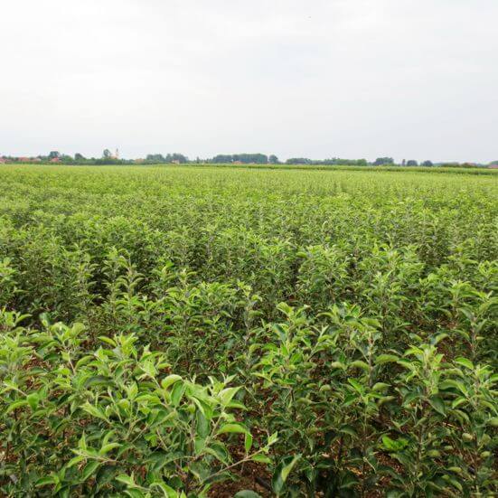 Nursery fruit trees