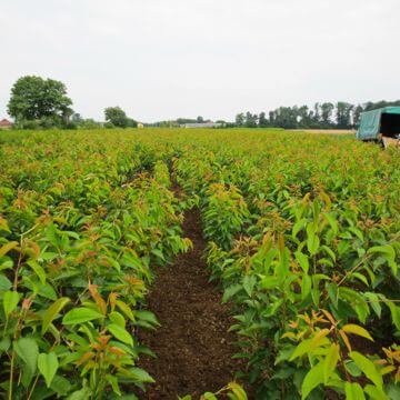 Nursery fruit trees