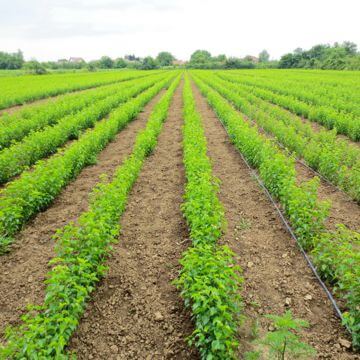 Nursery fruit trees