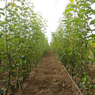 Nursery fruit trees