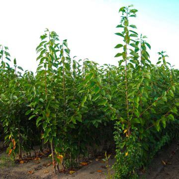 Nursery fruit trees