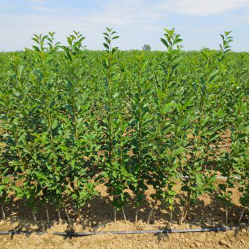 Nursery fruit trees