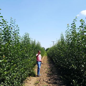 Nursery fruit trees