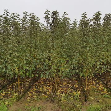 Nursery fruit trees