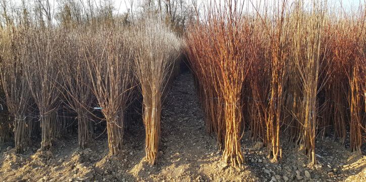 Nursery fruit trees