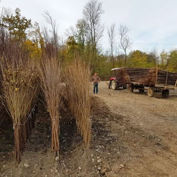 Nursery fruit trees