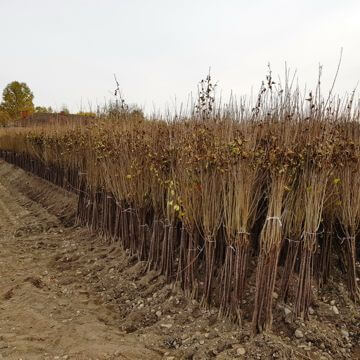 Nursery grapevine