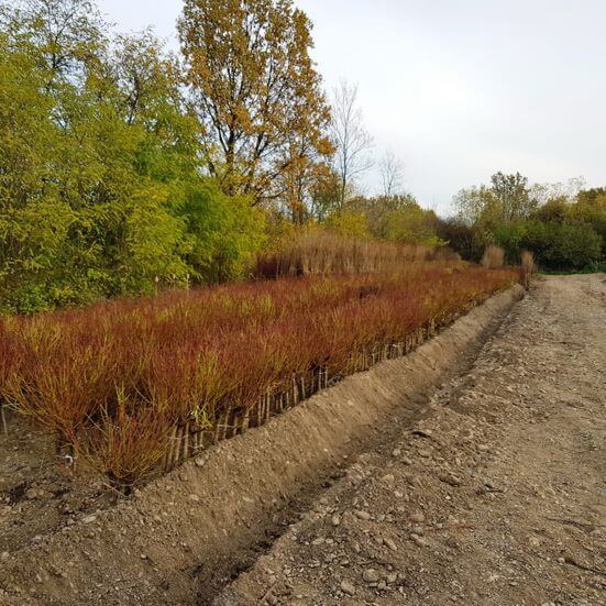 Nursery fruit trees