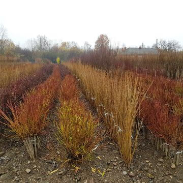 Nursery fruit trees