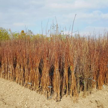 Nursery fruit trees