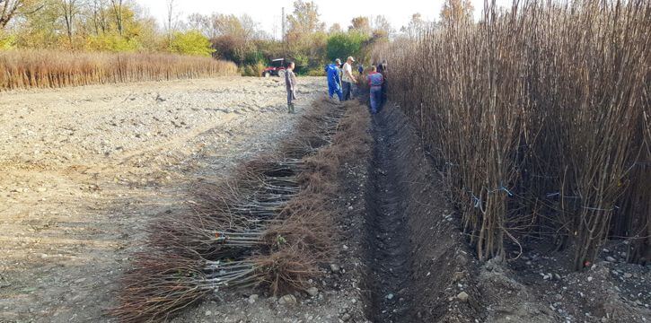 Nursery fruit trees