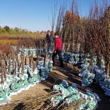 Nursery rose plants