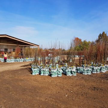 Nursery rose plants