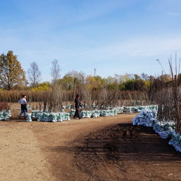 Nursery rose plants