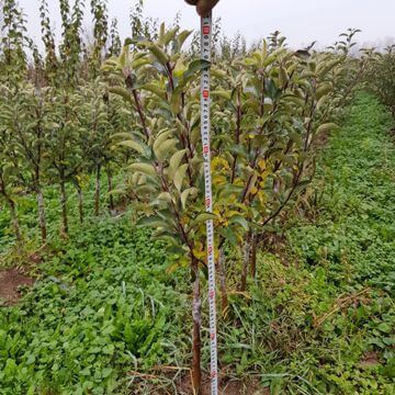 Nursery rose plants