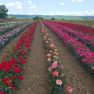 Nursery rose plants