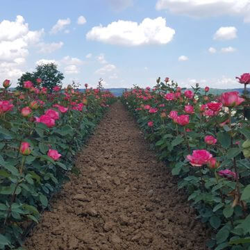 Nursery rose plants